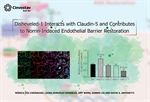 Disheveled-1 Interacts with Claudin-5 and Contributes to Norrin-Induced Endothelial Barrier Restoration