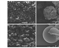 STUDY OF THE RHEOLOGICAL AND PHYSICOCHEMICAL PROPERTIES OF FRUCTAN FRACTIONS OF Agave tequilana cv. cenizo