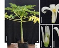 Sex determination of papaya var. ‘Maradol’ reveals hermaphrodite-to-male sex reversal under greenhouse conditions