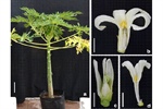 Sex determination of papaya var. ‘Maradol’ reveals hermaphrodite-to-male sex reversal under greenhouse conditions