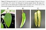 Volatile Organic Compounds Produced by Kosakonia cowanii Cp1 Isolated from the Seeds of Capsicum pubescens R & P Possess Antifungal Activity