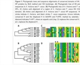 The Role of Cytokinins during the Development of Strawberry Flowers and Receptacles