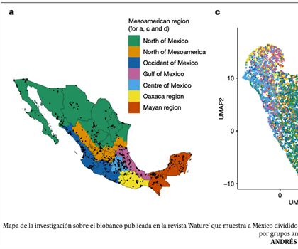 El mapa genético que revela la diversidad de los mexicanos y los...