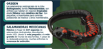 Salamandra Neotropicales