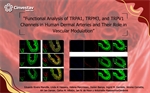 Dr. Carlos Villalon- Functional Analysis of TRPA1, TRPM3, and TRPV1 Channels in Human Dermal Arteries and Their Role in Vascular Modulation