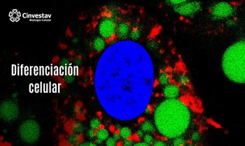 Diferenciación Celular