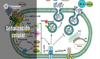 Señalización celular