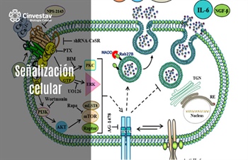 Señalización celular