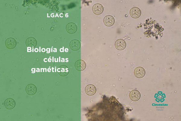 Biología de células gaméticas