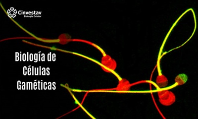 Biología de células gaméticas