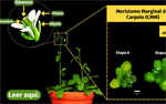 Organogenic events during gynoecium and fruit development in Arabidopsis