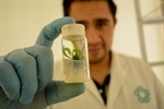 Convocatoria 2024 del posgrado en Biotecnología de Plantas Cinvestav Irapuato (Maestría y Doctorado)