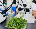 Posgrado en Biotecnología de  Plantas 2024  (Maestría y Doctorado)