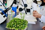 Posgrado en Biotecnología de  Plantas 2024  (Maestría y Doctorado)