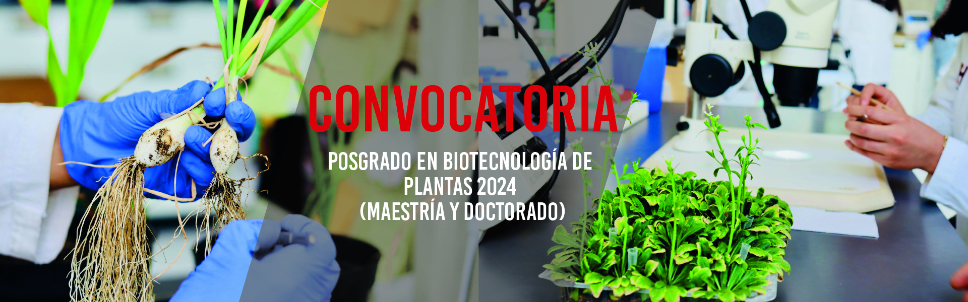 Posgrado en Biotecnología de  Plantas 2024  (Maestría y Doctorado)