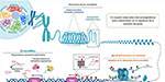 Las alteraciones del epigenoma espermático