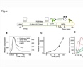 Modulation of early gene expression responses to water deprivation stress by the E3 ubiquitin ligase ATL80: implications for retrograde signaling interplay