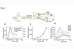 Modulation of early gene expression responses to water deprivation stress by the E3 ubiquitin ligase ATL80: implications for retrograde signaling interplay