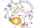 Self-DNA driven inflammation in COVID-19 and after mRNA-based vaccination: lessons for non-COVID-19 pathologies