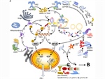 Self-DNA driven inflammation in COVID-19 and after mRNA-based vaccination: lessons for non-COVID-19 pathologies