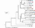 Genetic modification of Candida maltosa, a non-pathogenic CTG species, reveals EFG1 function