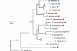 Genetic modification of Candida maltosa, a non-pathogenic CTG species, reveals EFG1 function