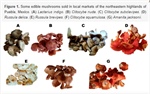 Insights into the Chemistry and Functional Properties of Edible Mushrooms Cropped in the Northeastern Highlands of Puebla, Mexico