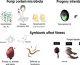 Fungal holobionts as blueprints for synthetic endosymbiotic systems