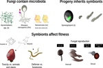 Fungal holobionts as blueprints for synthetic endosymbiotic systems