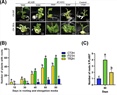 Editing of SlWRKY29 by CRISPR-activation promotes somatic embryogenesis in Solanum lycopersicum cv. Micro-Tom