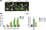 Editing of SlWRKY29 by CRISPR-activation promotes somatic embryogenesis in Solanum lycopersicum cv. Micro-Tom