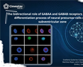 Emilio Galván- The bidirectional role of GABAA and GABAB receptors during the differentiation process of neural precursor cells of the subventricular zone