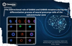 Dr. Emilio Galván- The bidirectional role of GABAA and GABAB receptors during the differentiation process of neural precursor cells of the subventricular zone