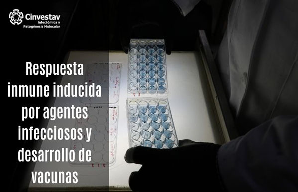 Estudio de la respuesta inmune inducida por agentes infecciosos y desarrollo de vacunas