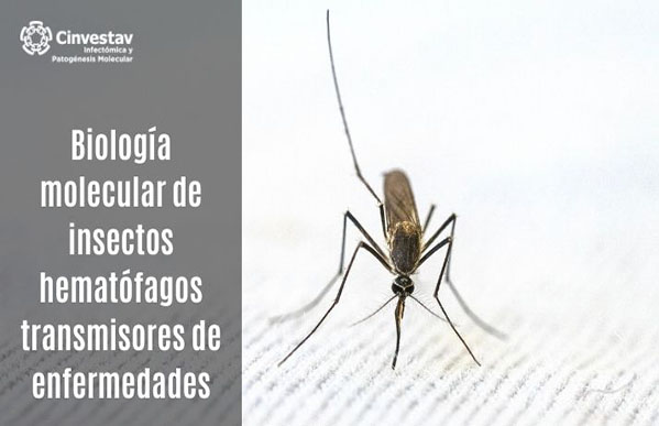 Biología molecular de insectos hematófagos transmisores de enfermedades