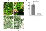 Trunk Injection of Citrus Trees with a Polymeric Nanobactericide Reduces Huanglongbing Severity Caused by Candidatus Liberibacter asiaticus