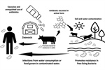 Antimicrobial peptides in livestock: a review with a one health approach