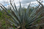 How to awaken a sleeping giant: antagonistic expression of Flowering locus T homologs and elements of the age-related pathway are associated with the flowering transition in Agave tequilana