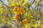 Cyrtocarpa edulis fruit and its immunostimulant effect on Almaco Jack Seriola rivoliana: in vitro, in vivo and ex vivo studies