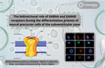 Dr. Emilio Galván - The bidirectional role of GABAA and GABAB receptors during the differentiation process of neural precursor cells of the subventricular zone