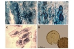 Ecological evidence of the relationship of Croton draco var. draco Schltdl. & Cham. with mycorrhizal fungi