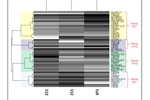 Multiple patterns of heterotic grouping in temperate and tropical maize hybrids