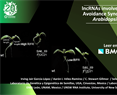 lncRNAs involved in the Shade AvoidanceSyndrome (SAS) in Arabidopsis thaliana