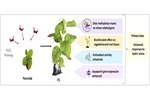 H2O2 priming: Biostimulation, drought tolerance and DNA methylation profile with intergenerational impact in tobacco plant