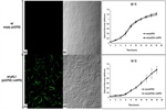 Influence of the low temperatures (18°C) in the generation of intracellular oxidative stress in the phytopathogen bacterium Pseudomonas savastanoi pv. phaseolicola NPS3121