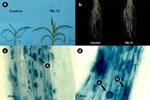 Bacterial community changes in the presence of AMF in the context of maize with low phosphorus content