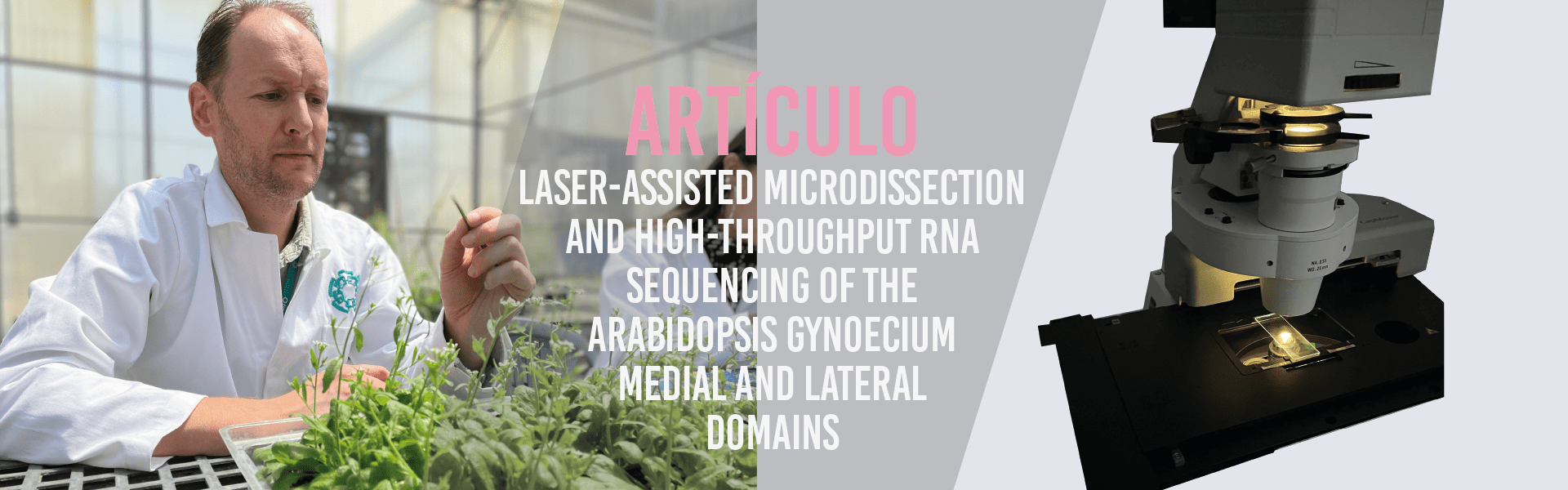 Laser-Assisted Microdissection and High-Throughput RNA Sequencing of the Arabidopsis Gynoecium Medial and Lateral Domains