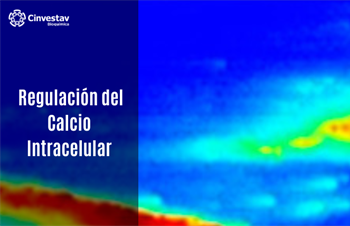 Regulación del calcio intracelular