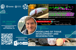 Seminario Science Innovation: "Modelling of tissue development and regeneration"