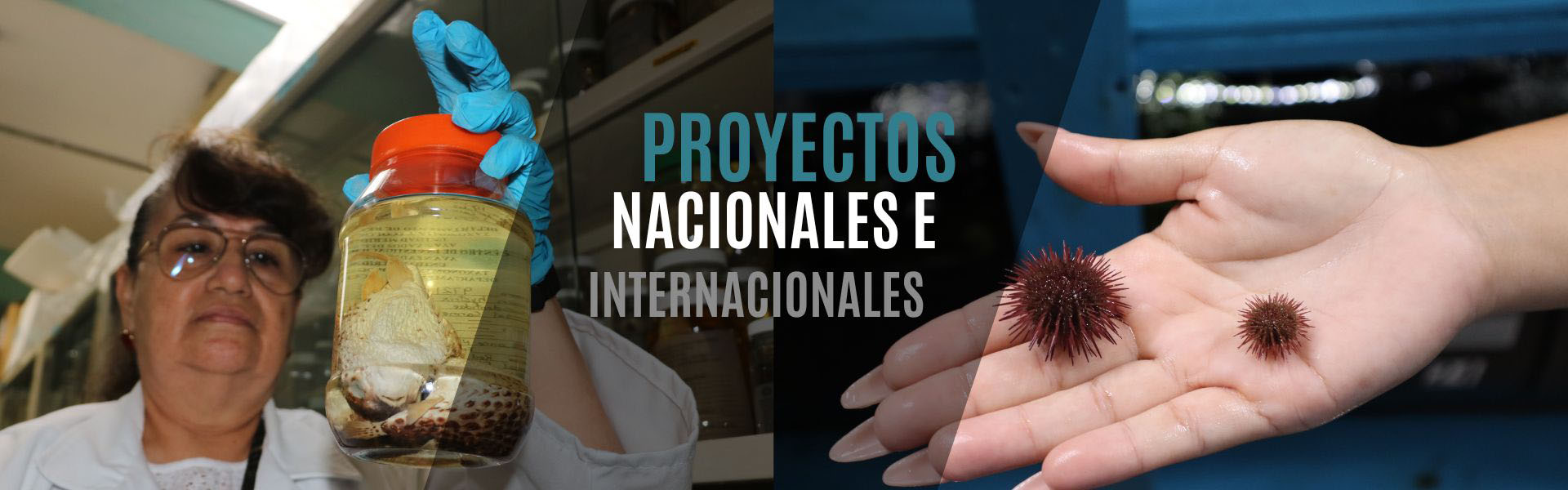 Proyectos